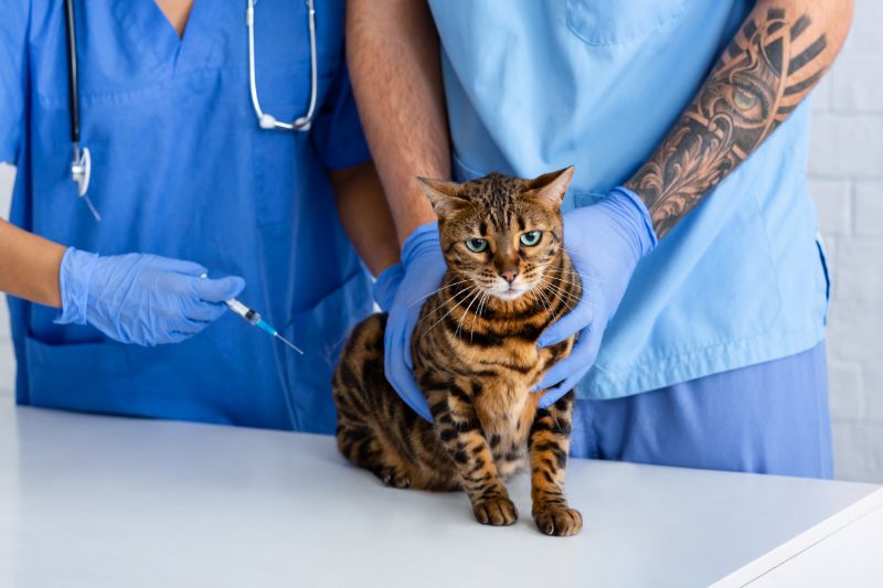 Clínica de Bienestar Animal