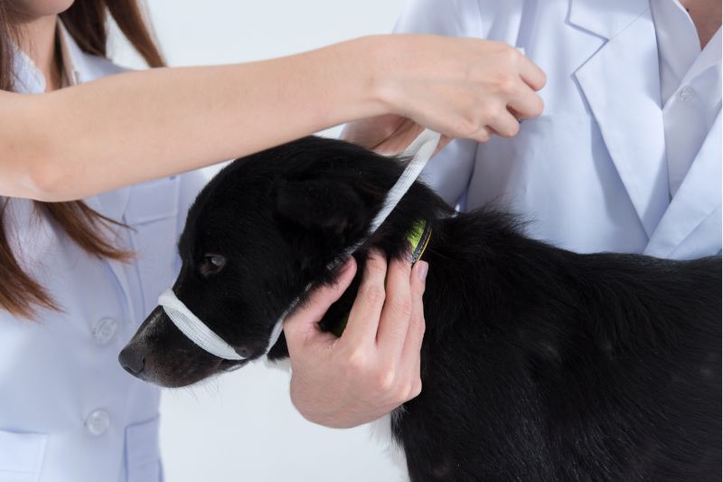 Clínica de Bienestar Animal